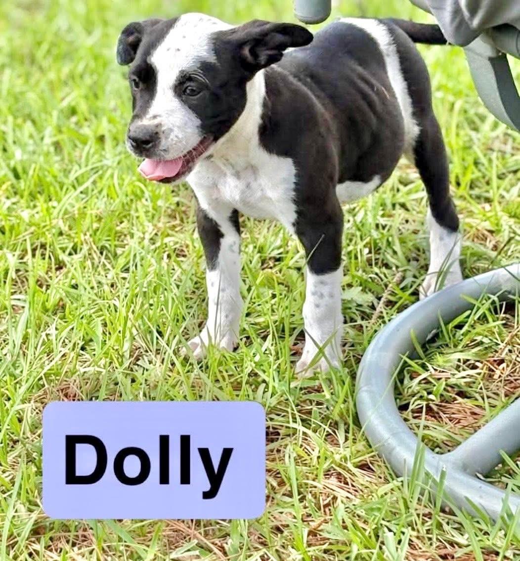 Dolly, Adoptable, Puppy Female Pointer & Labrador Retriever.