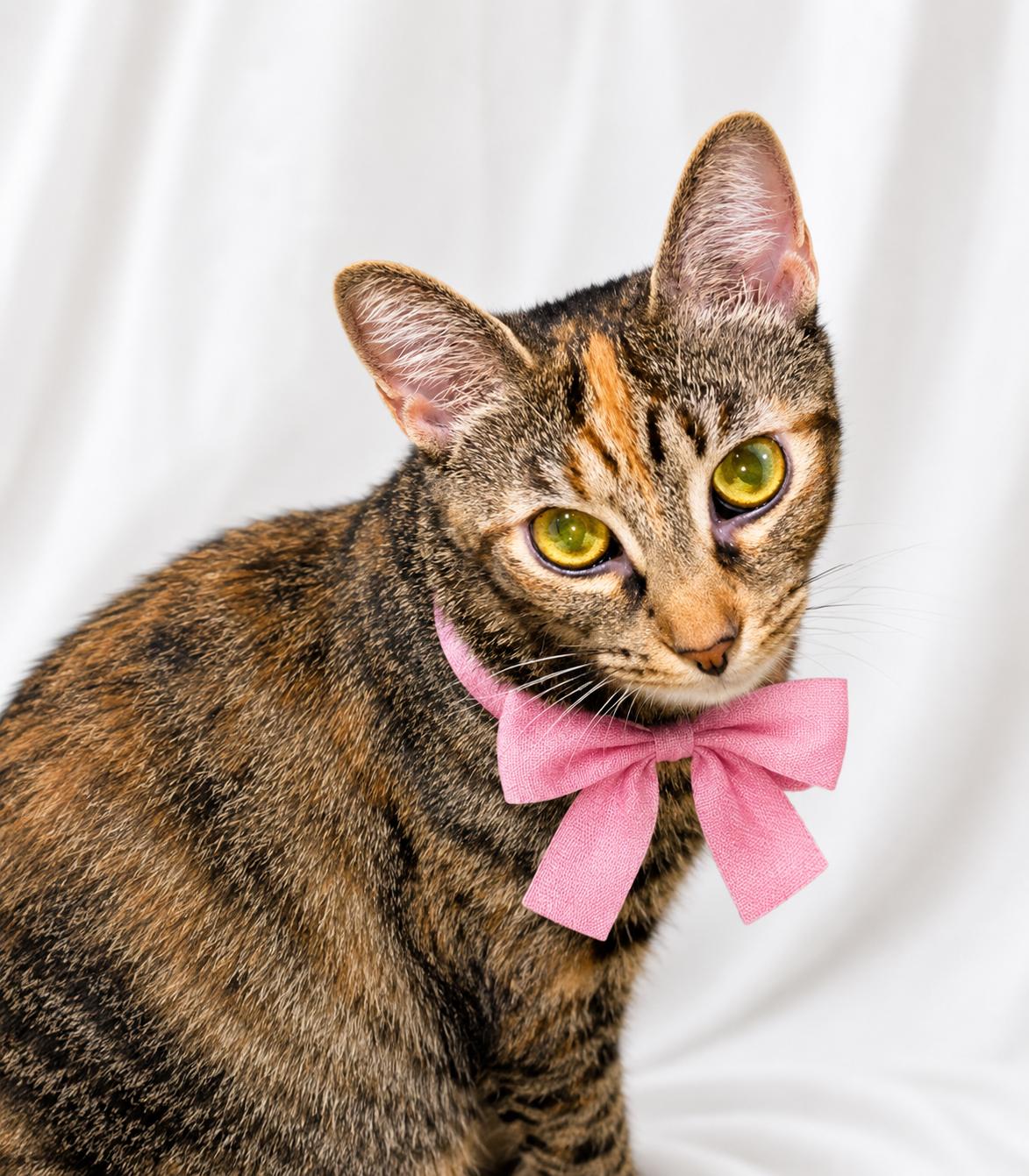 Enlarge RUE, a Adoptable Torbie in Mount Laurel, NJ image 2/2
