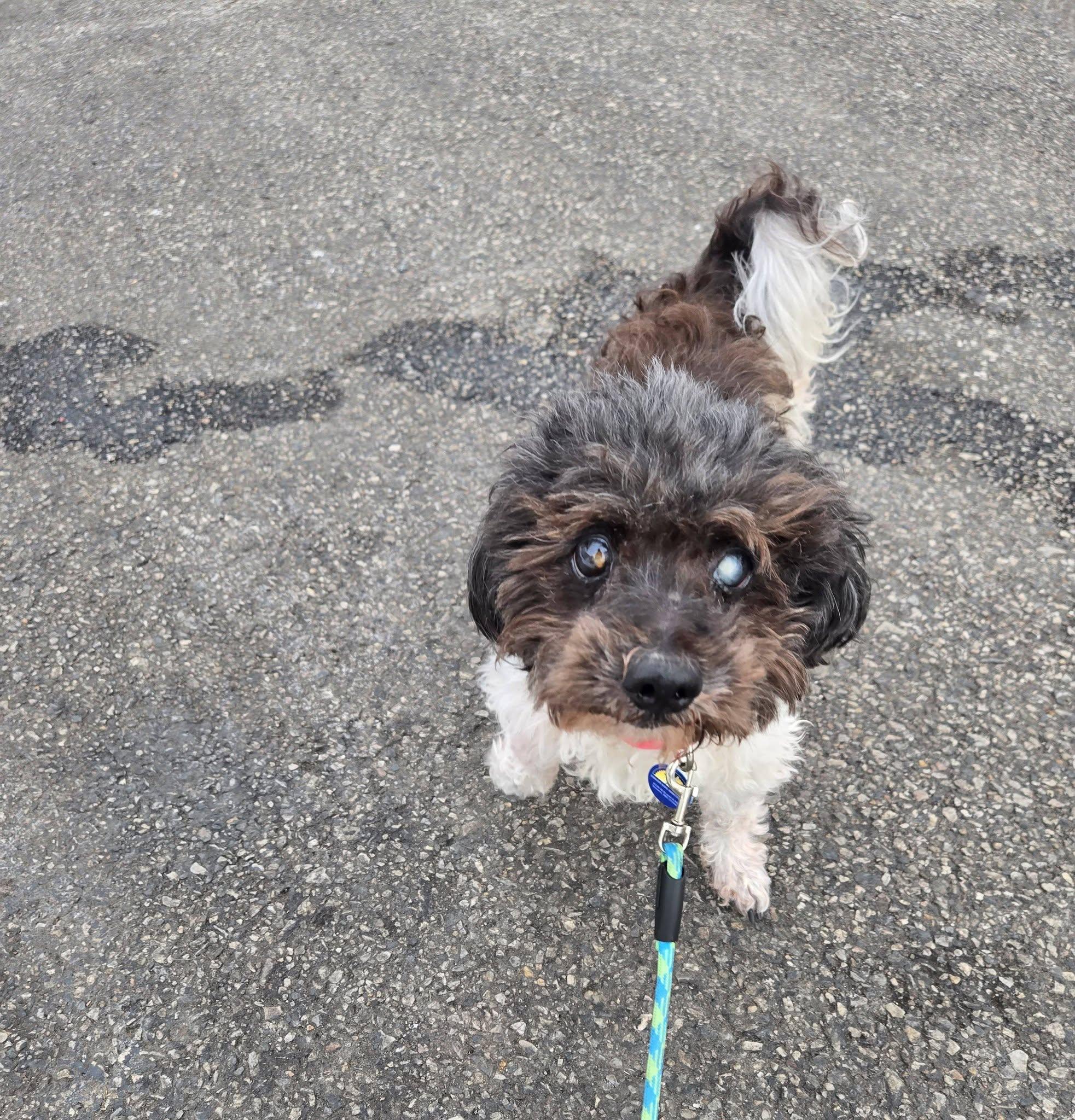 Enlarge Lord Farquaad, an adoptable mixed breed in Severn, MD image 2/3