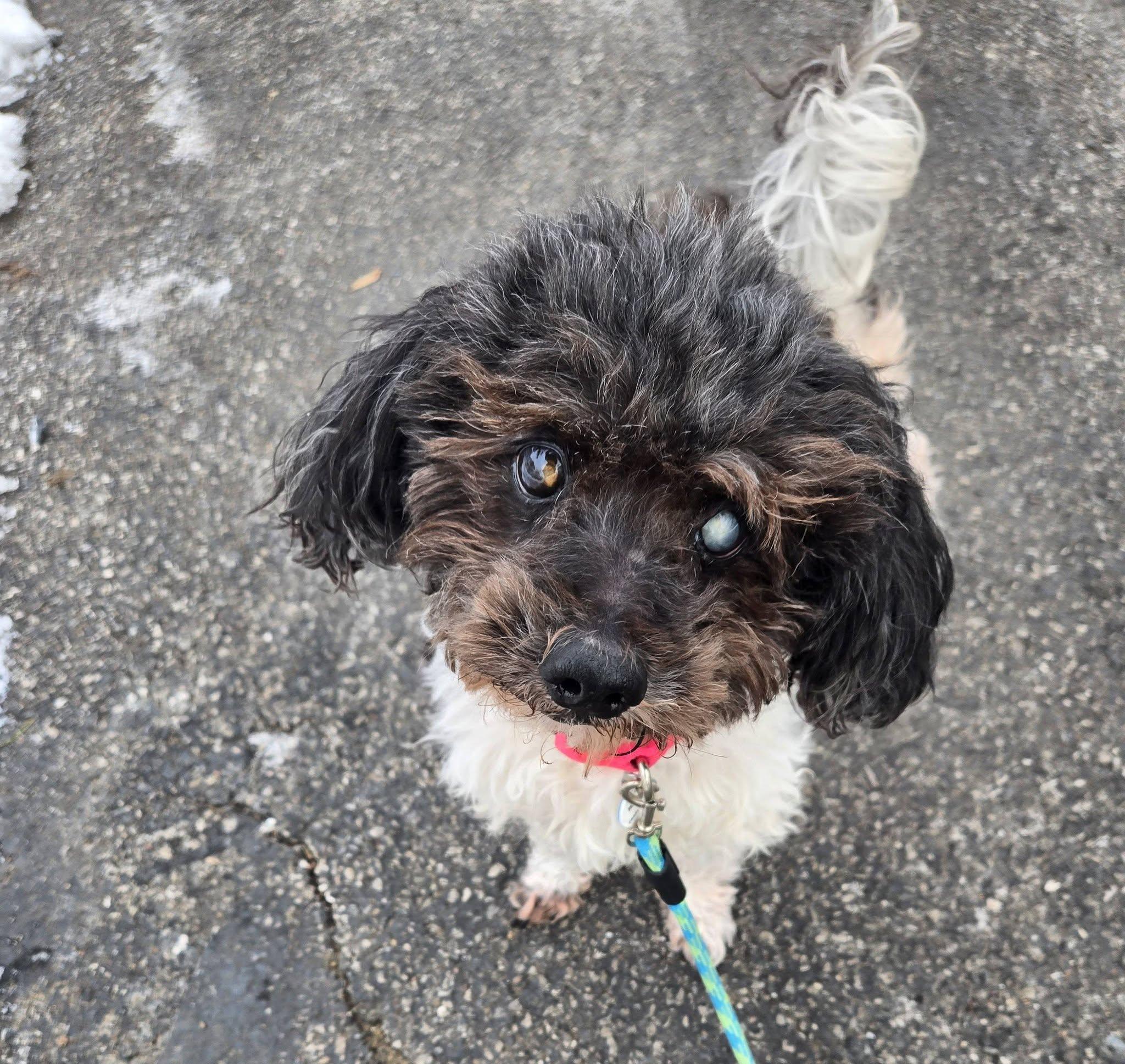 Enlarge Lord Farquaad, an adoptable mixed breed in Severn, MD image 1/3