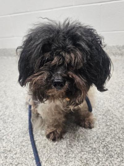 Enlarge Lord Farquaad, an adoptable mixed breed in Severn, MD image 3/3