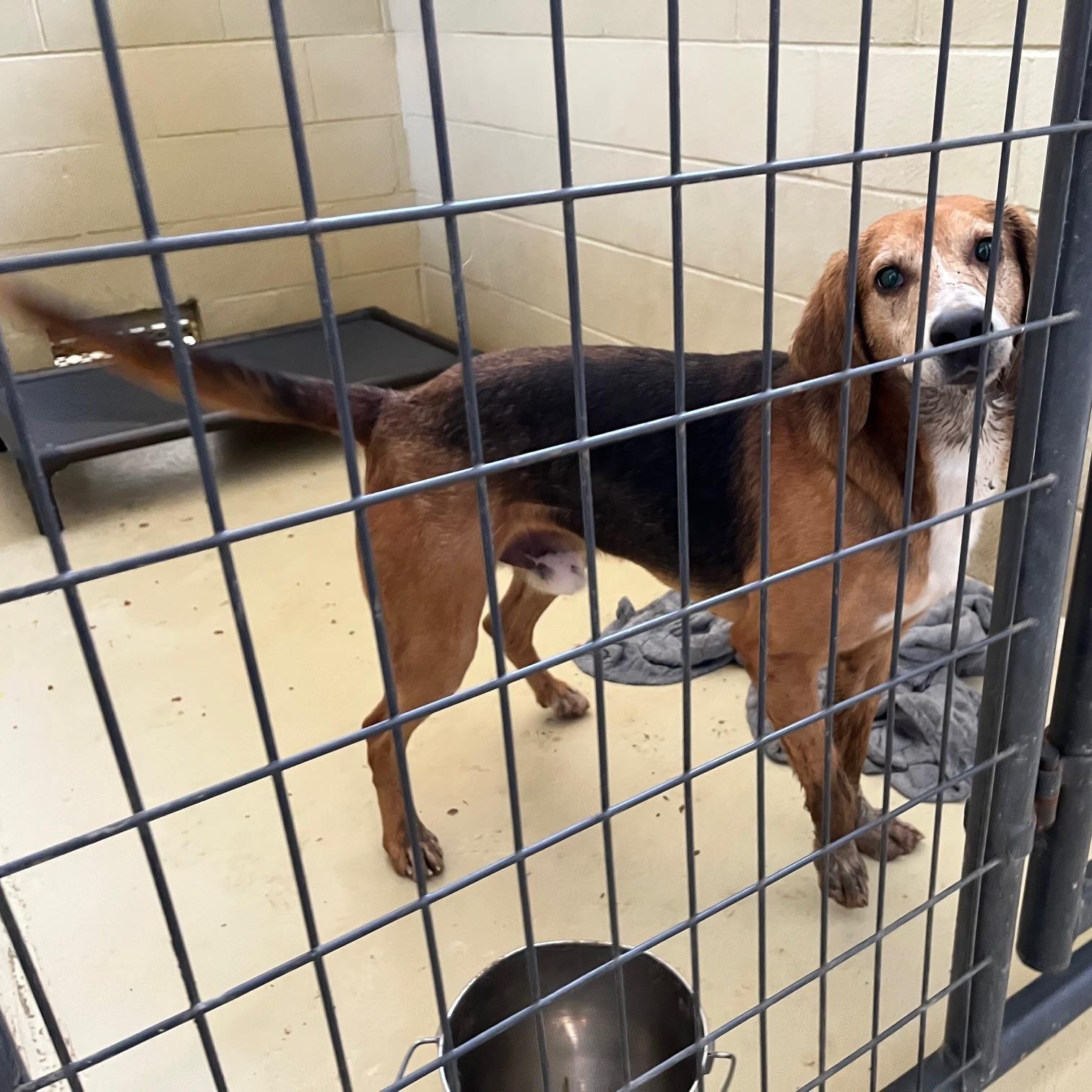 Enlarge Daltyn, a Adoptable mixed breed in Clarksville, VA image 5/6