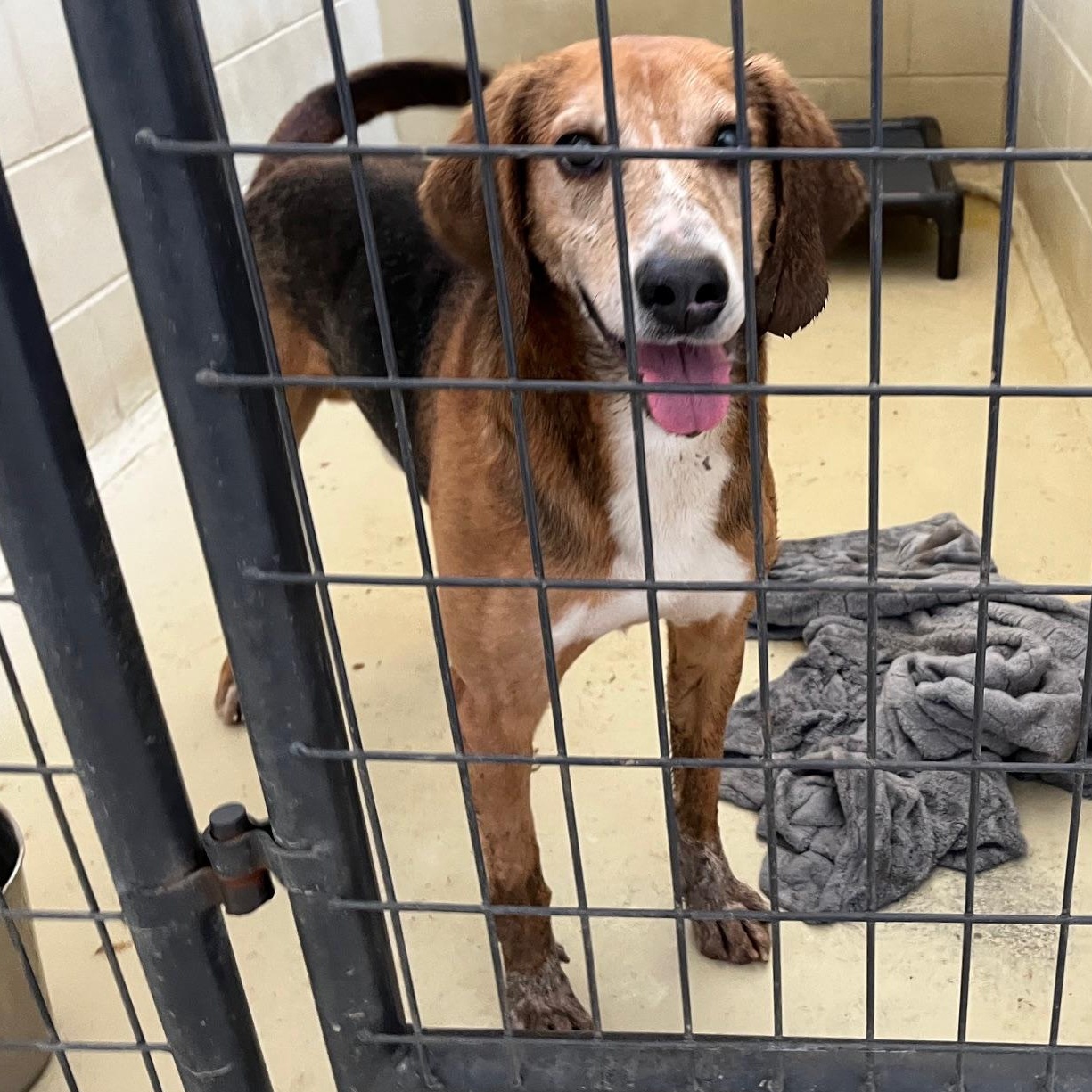 Daltyn, Adoptable, Adult Male Hound.