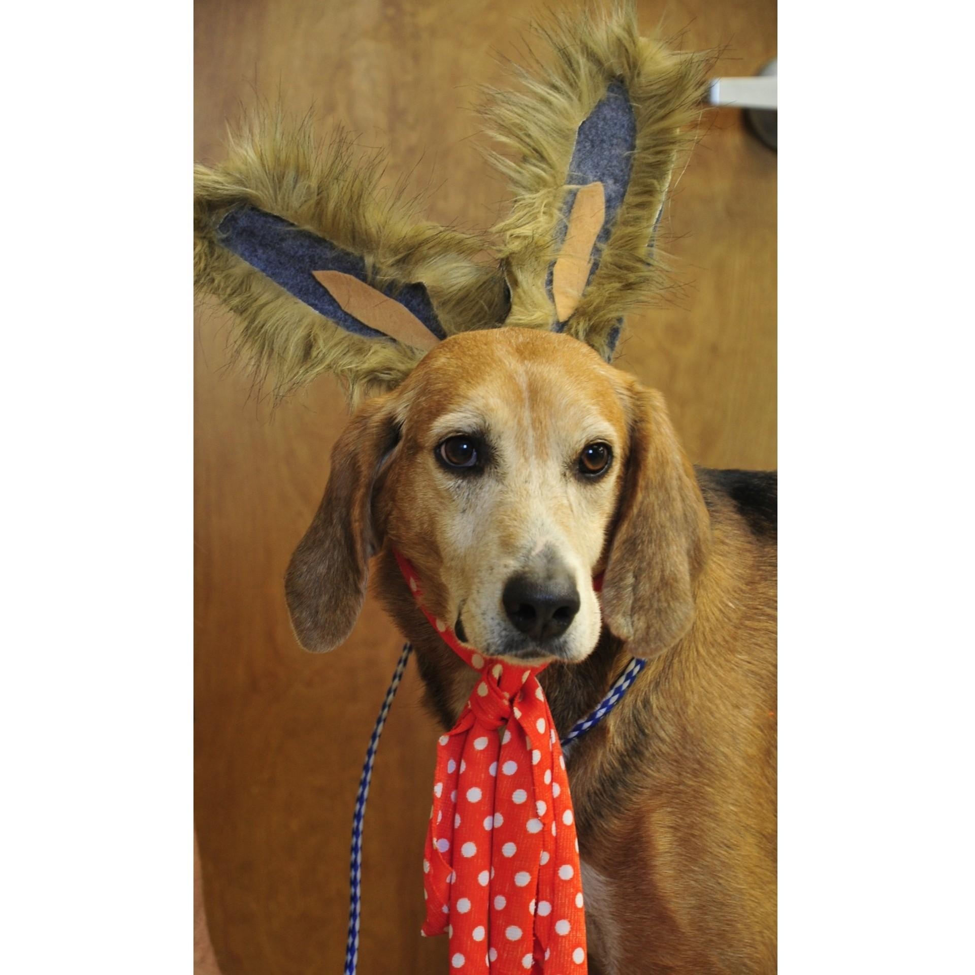 Enlarge Daltyn, a Adoptable mixed breed in Clarksville, VA image 6/6