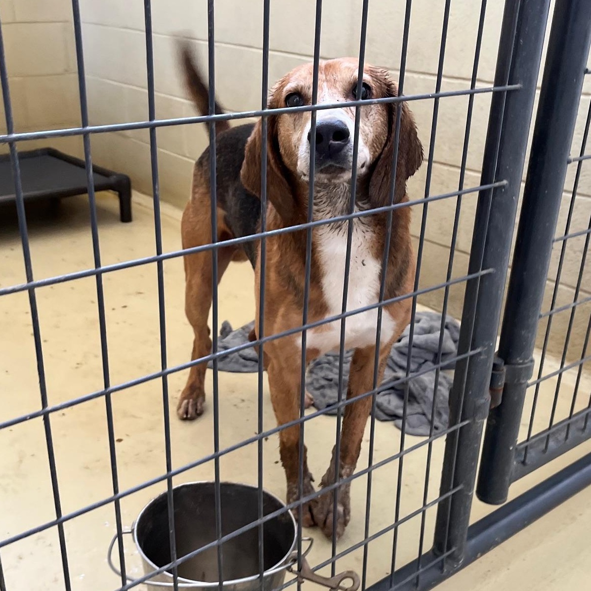 Enlarge Daltyn, a Adoptable mixed breed in Clarksville, VA image 6/6