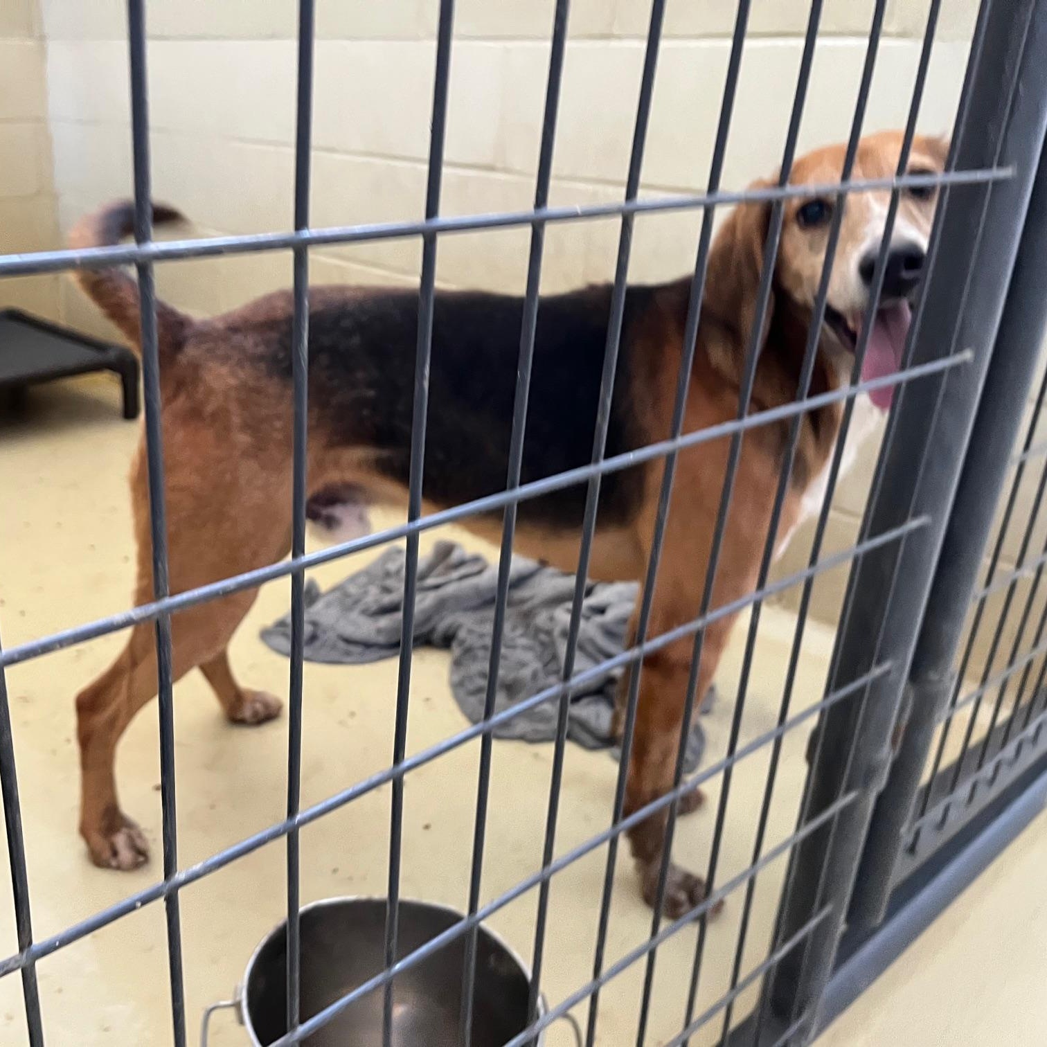 Enlarge Daltyn, a Adoptable mixed breed in Clarksville, VA image 3/6