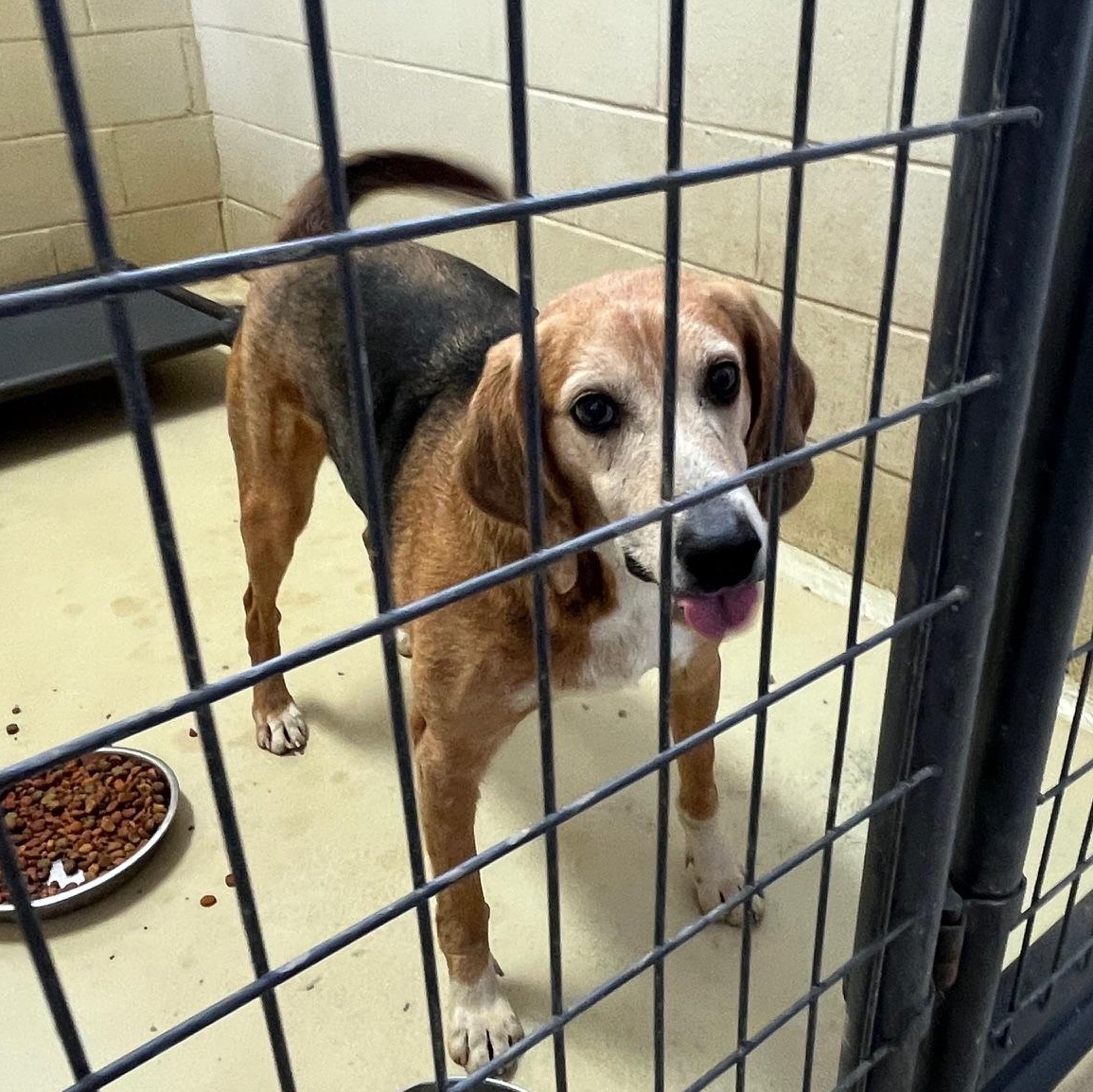 Daltyn, Adoptable, Adult Male Hound.