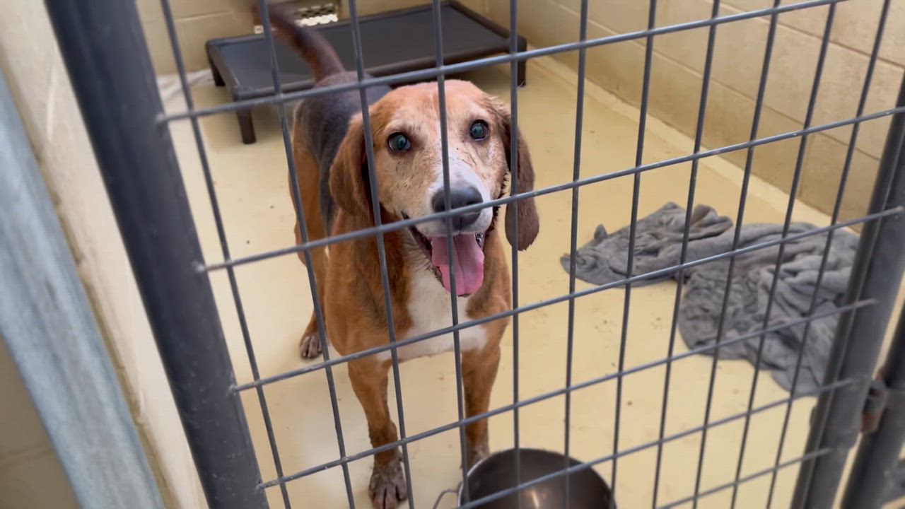 Enlarge Daltyn, a Adoptable mixed breed in Clarksville, VA video 2/6