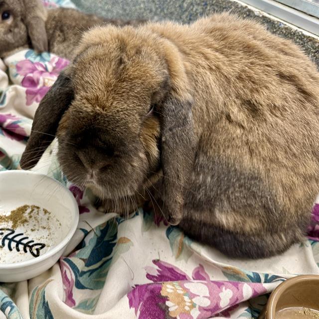 Enlarge HIP HOP, a Adoptable Holland Lop in Methuen, MA image 1/1