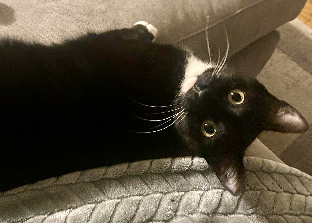 Alberta, a Adoptable Domestic Short Hair in East Hanover, NJ image 1/2