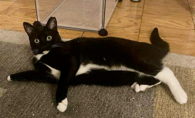 Alberta, a Adoptable Domestic Short Hair in East Hanover, NJ image 2/2