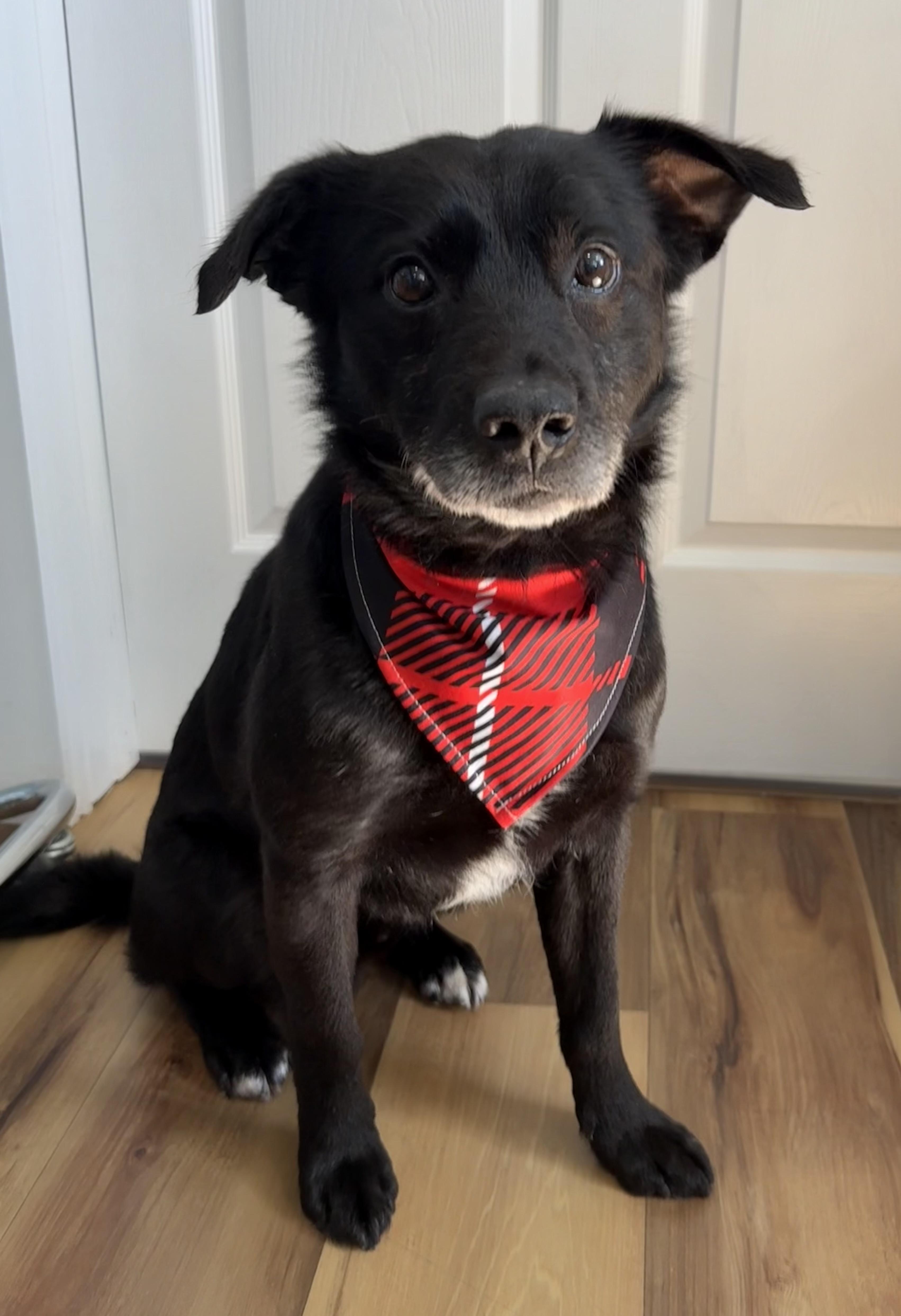 Jake, an adopted mixed breed in Sault Sainte Marie, MI image 1/2