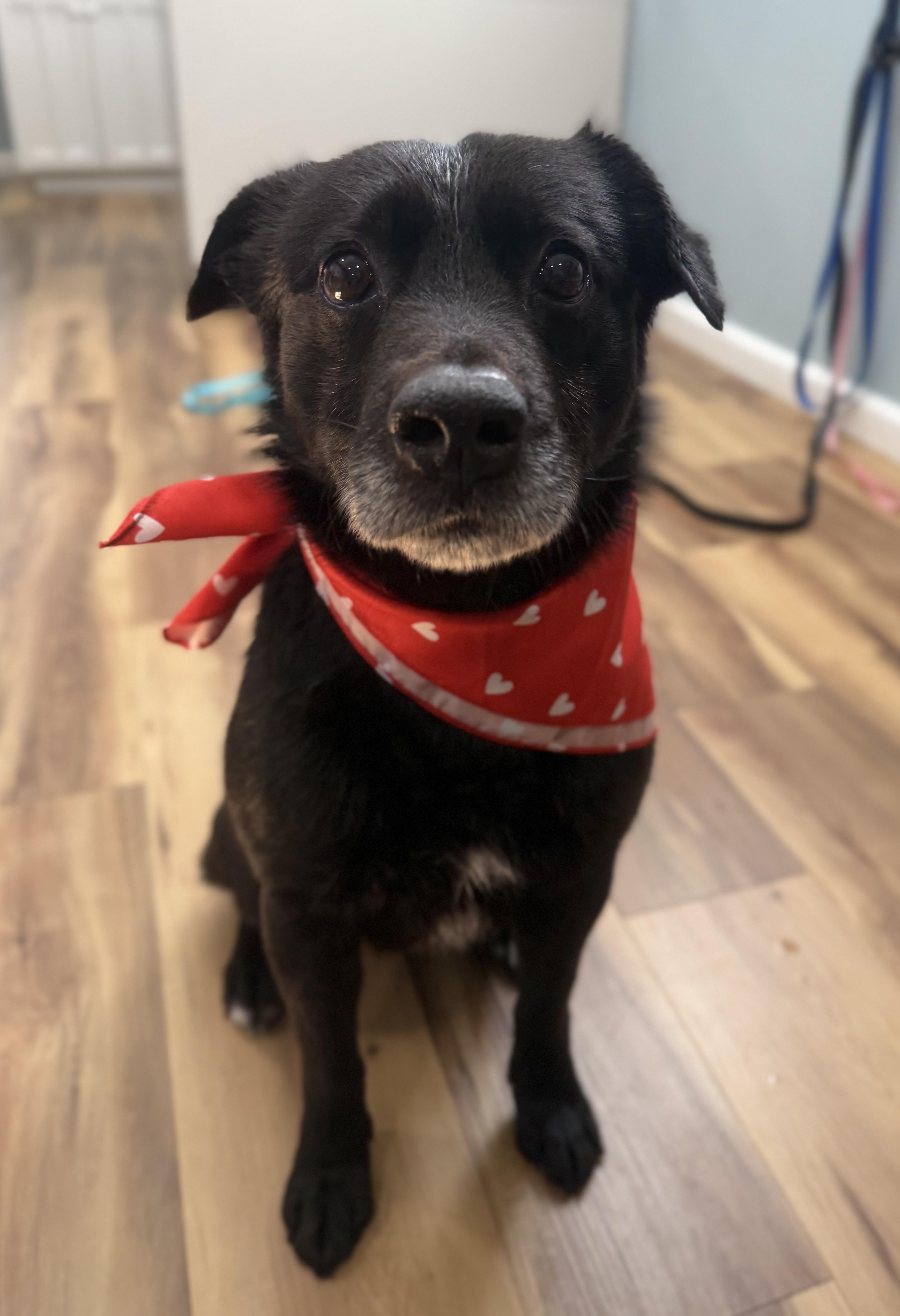 Jake, an adopted mixed breed in Sault Sainte Marie, MI image 2/2