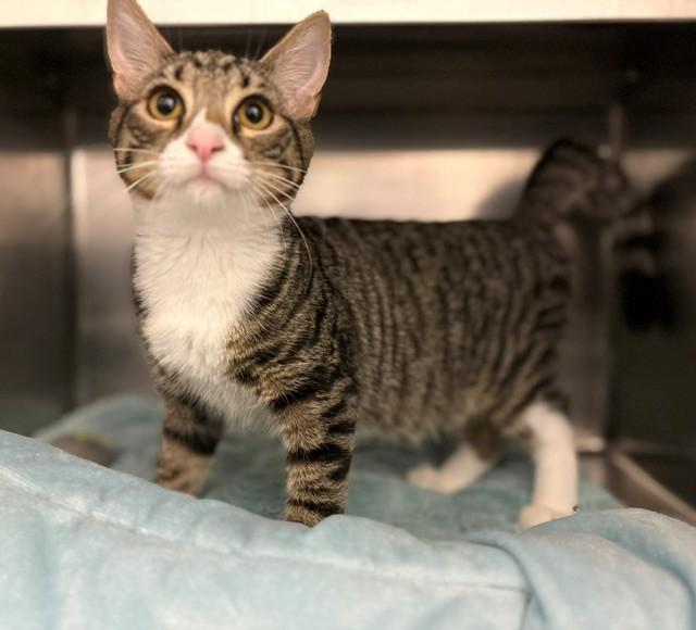 ASAFOETIDA, Adoptable, Kitten Male Domestic Short Hair.