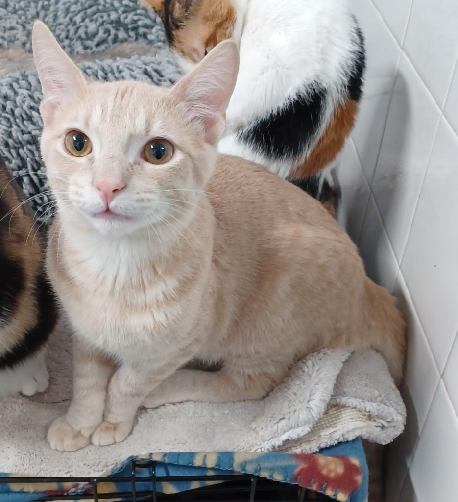 Chunky Monkey, Adopted, Adult Male Domestic Short Hair.