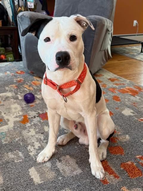 Cole, an adoptable mixed breed in Griswold, CT image 1/4