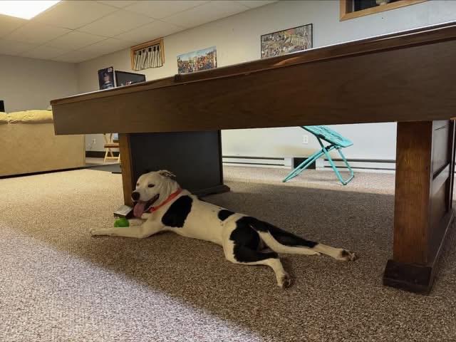 Cole, an adoptable mixed breed in Griswold, CT image 2/4