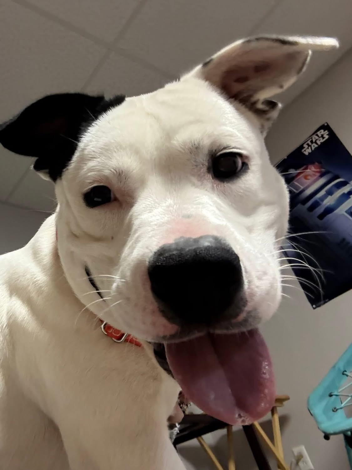 Cole, an adoptable mixed breed in Griswold, CT image 3/4