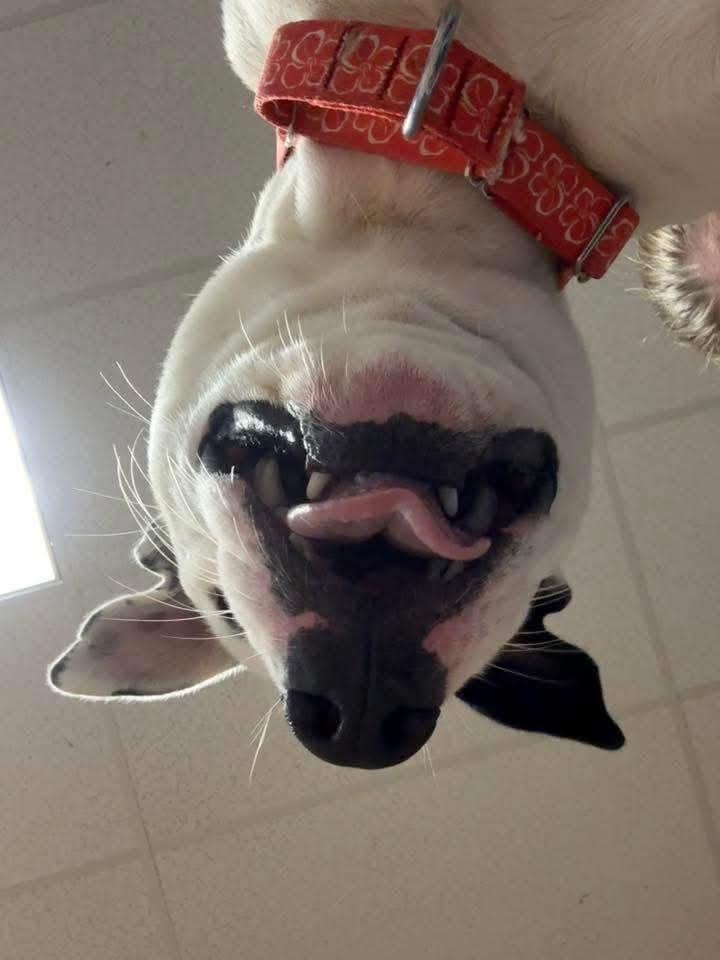 Cole, an adoptable mixed breed in Griswold, CT image 4/4