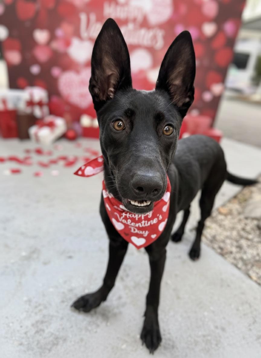 Enlarge Snookie, a ADOPTABLE mixed breed in Palm springs, FL image 1/1