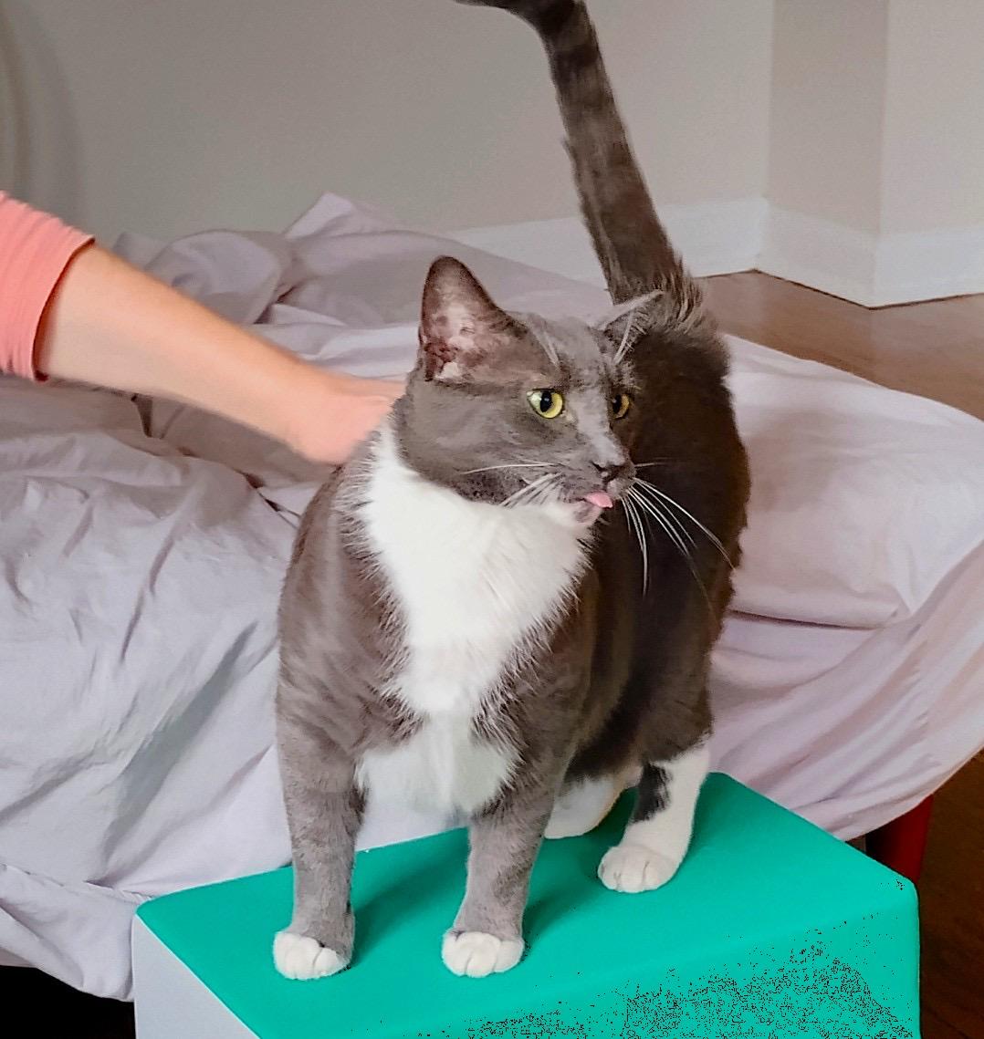 Happy, a ADOPTABLE Domestic Short Hair in Brooklyn, NY image 2/3