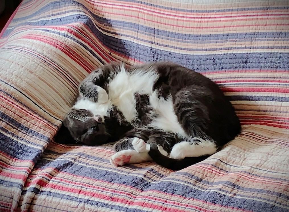 Happy, a ADOPTABLE Domestic Short Hair in Brooklyn, NY image 3/3