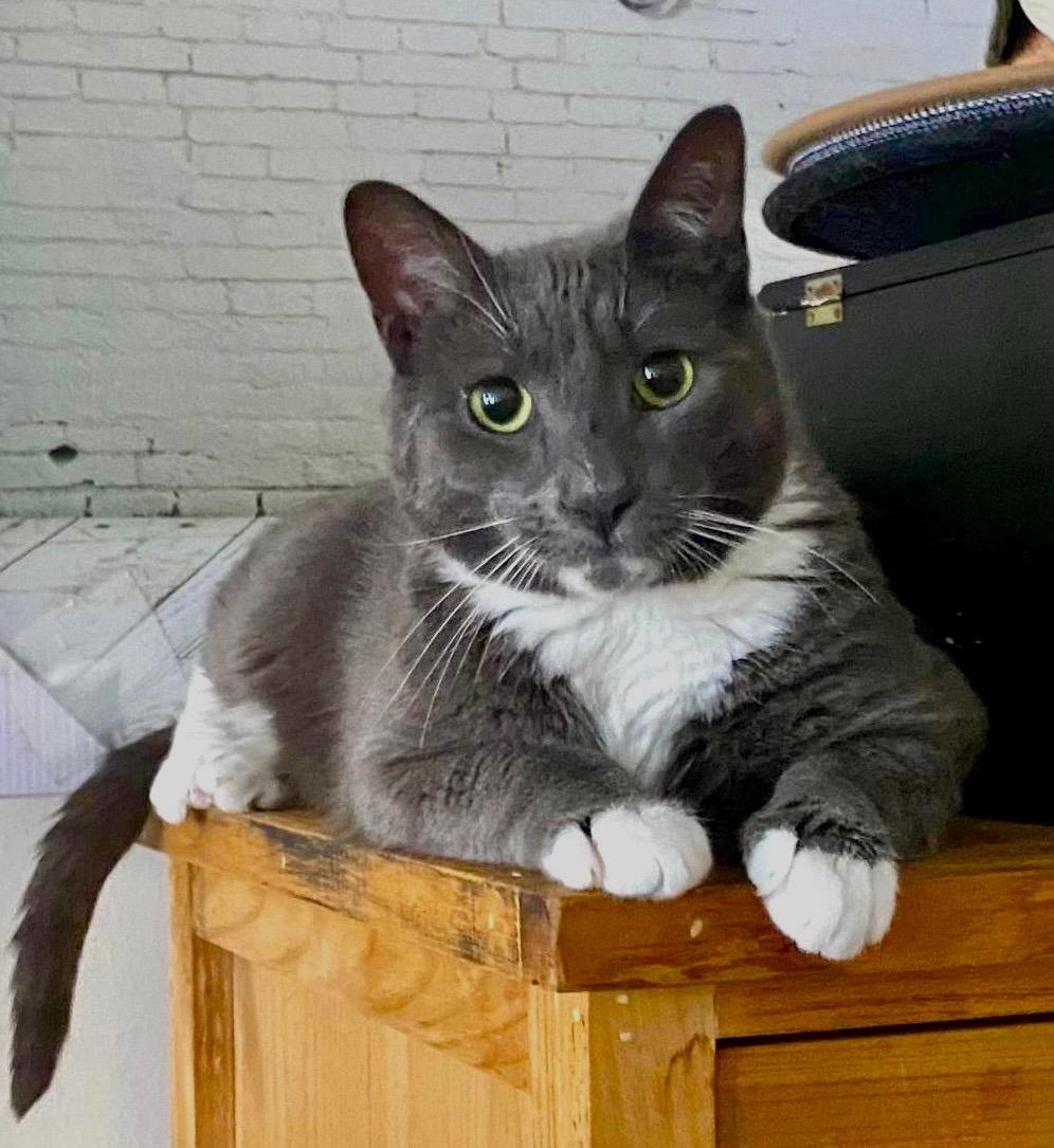 Happy, ADOPTABLE, Adult Male Domestic Short Hair.