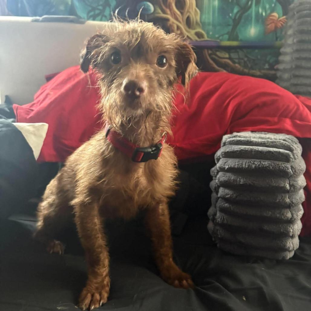Winston D12668, Adoptable, Adult Male Poodle & Schnauzer.