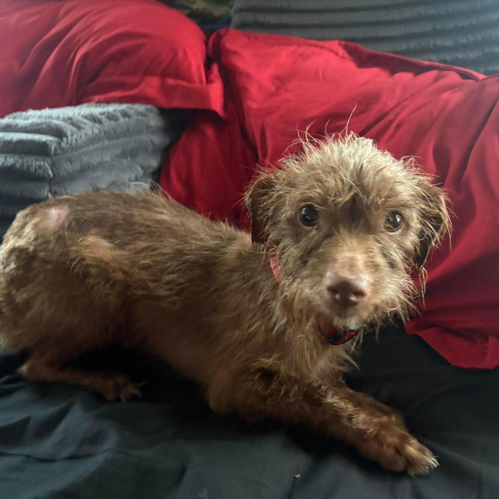 Enlarge Winston D12668, a Adoptable mixed breed in Minneapolis, MN image 2/4