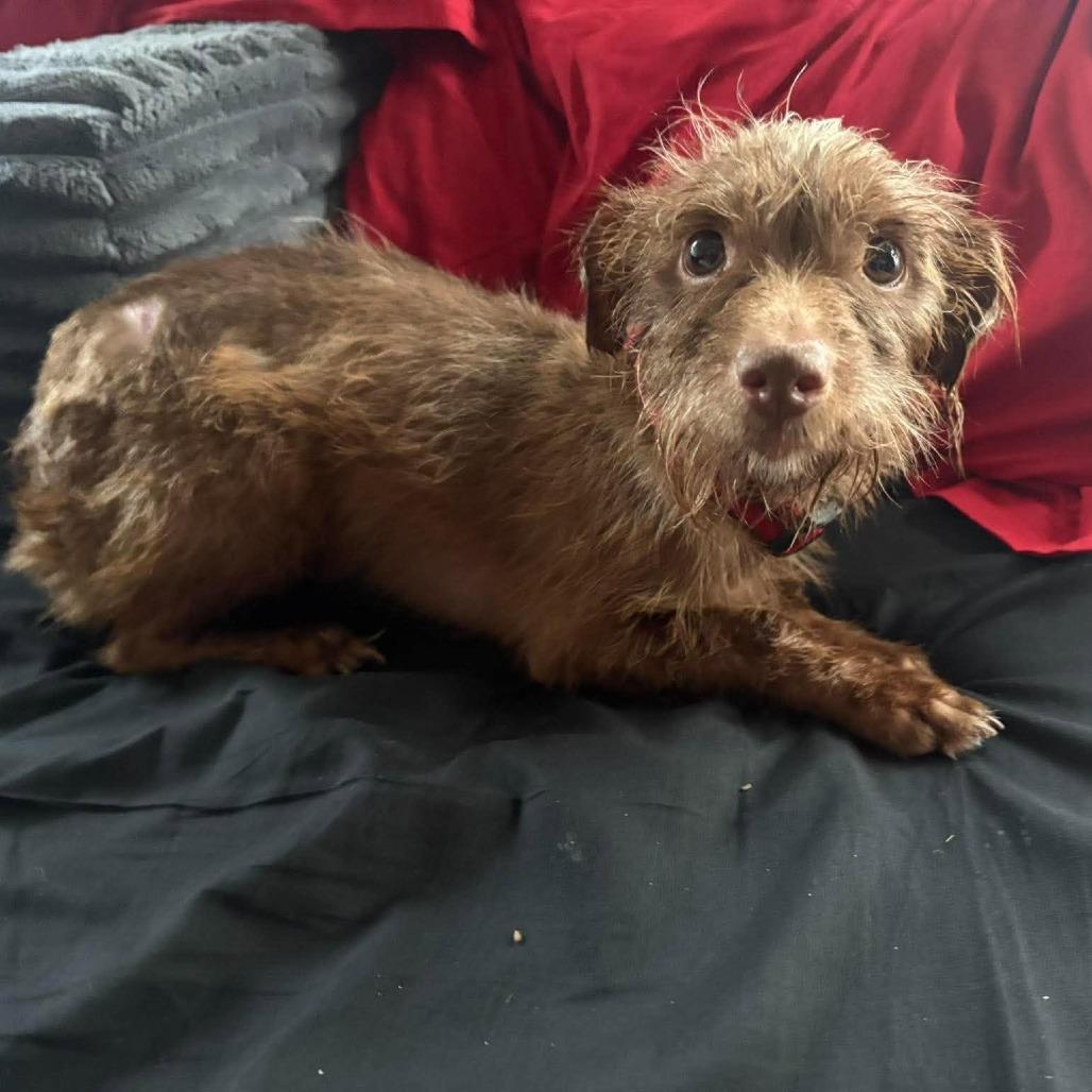 Enlarge Winston D12668, a Adoptable mixed breed in Minneapolis, MN image 4/4