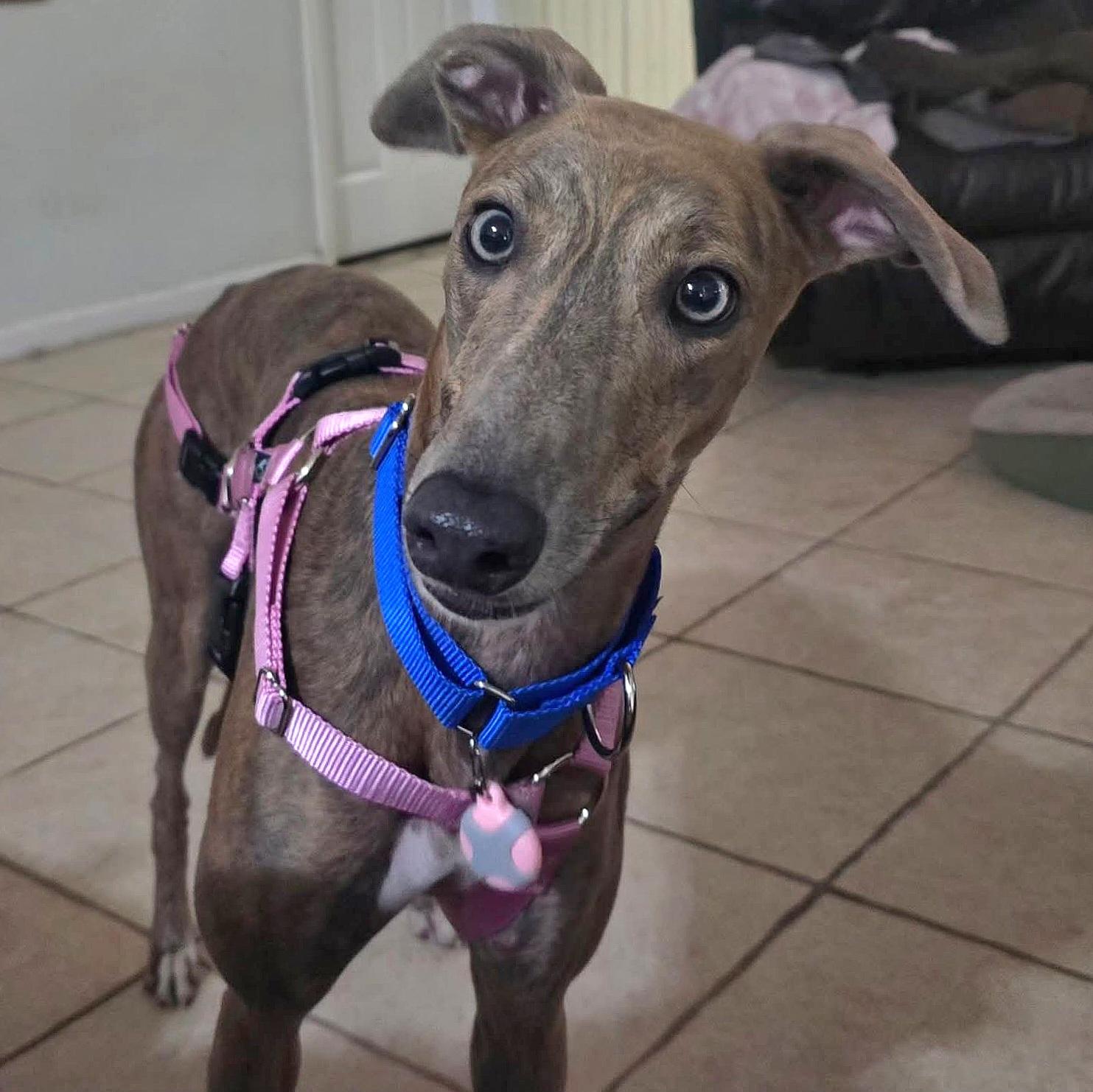 Gracie, Adoptable, Young Female Greyhound.