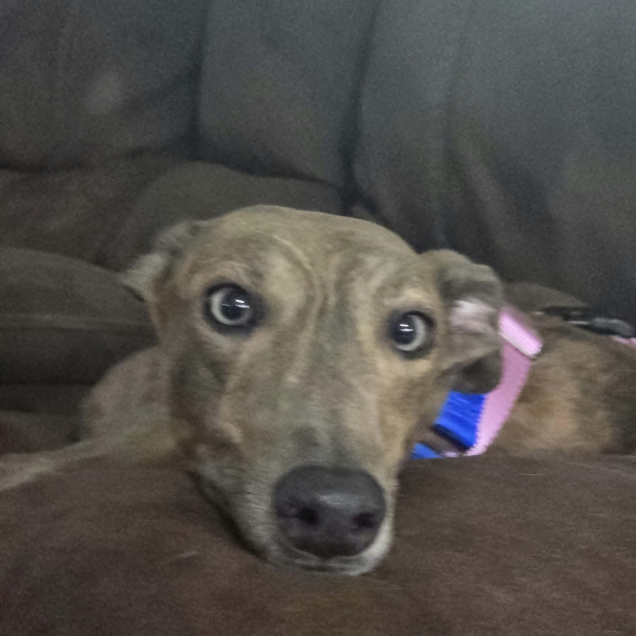 Gracie, a Adoptable Greyhound in Tarpon Springs, FL image 2/6
