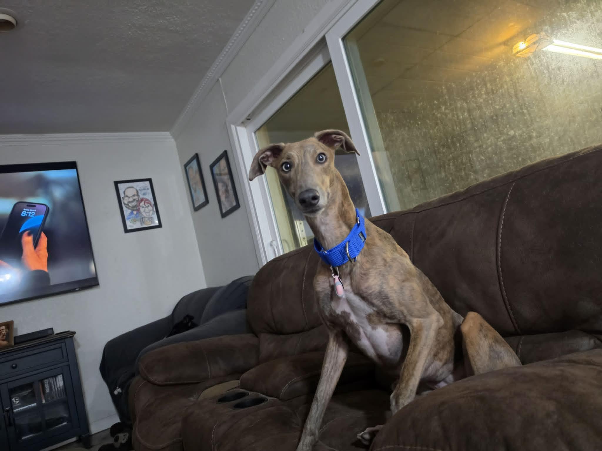 Gracie, a Adoptable Greyhound in Tarpon Springs, FL image 3/6