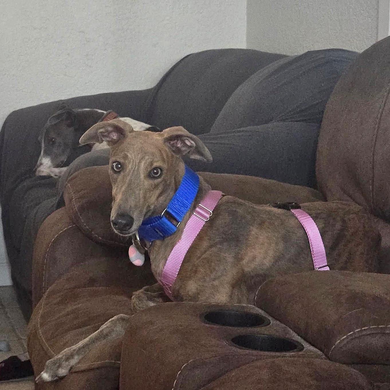 Gracie, a Adoptable Greyhound in Tarpon Springs, FL image 4/6