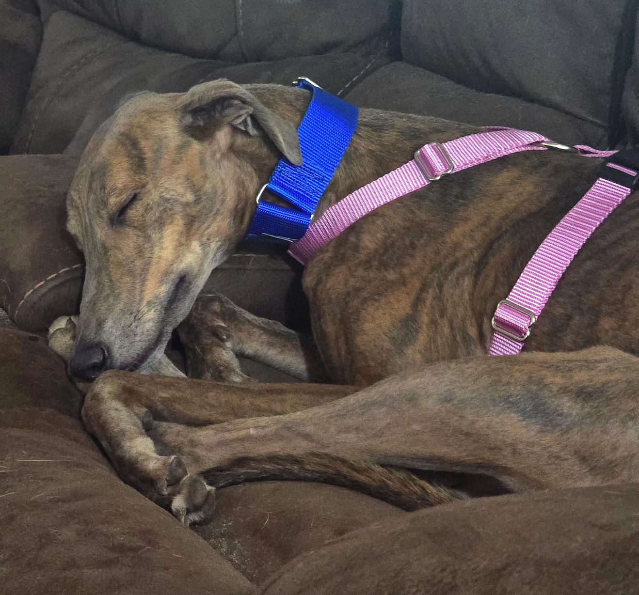 Gracie, a Adoptable Greyhound in Tarpon Springs, FL image 5/6