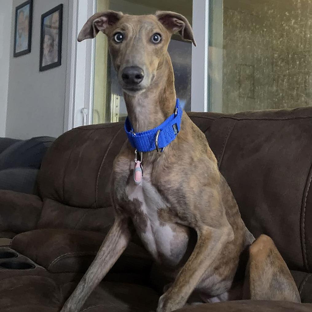 Gracie, a Adoptable Greyhound in Tarpon Springs, FL image 6/6