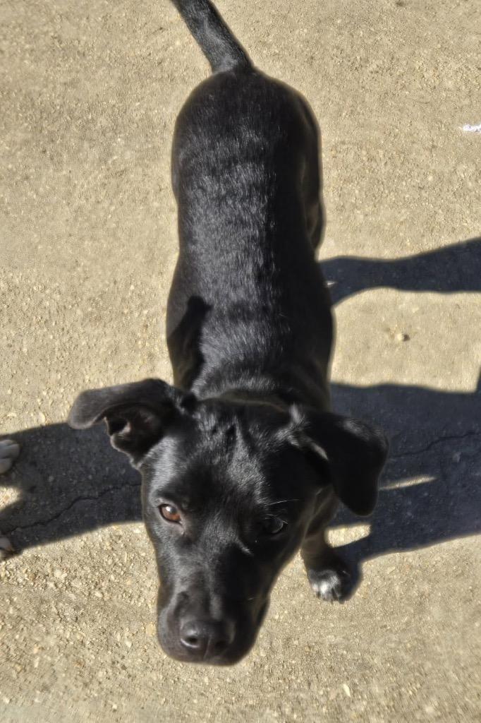 Jeep, Adoptable, Young Female Labrador Retriever.