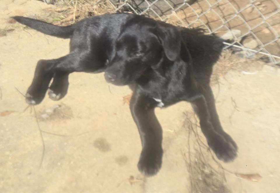 Enlarge Jeep, a Adoptable mixed breed in North Syracuse, NY image 2/2