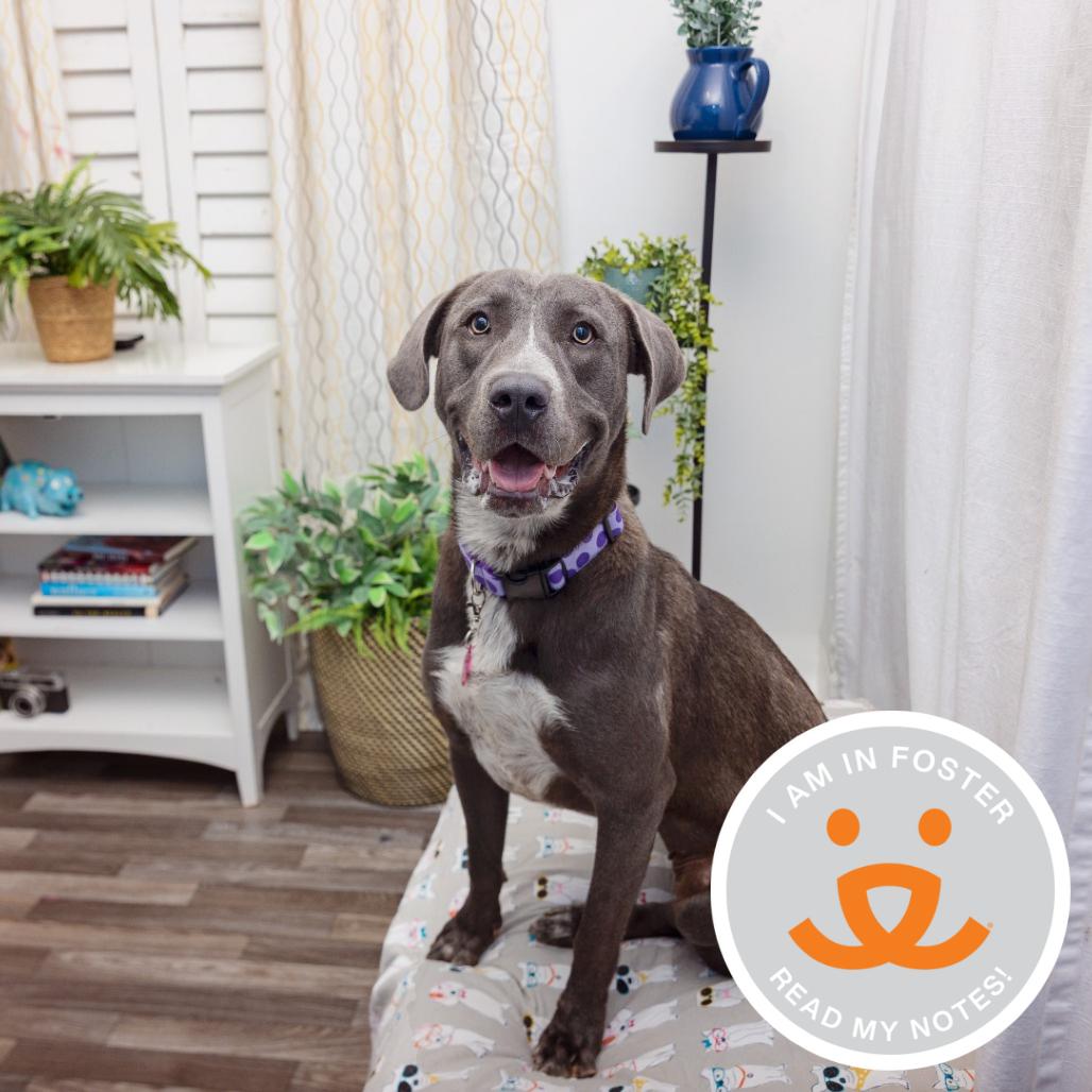 Riku, Adoptable, Adult Female Pit Bull Terrier.