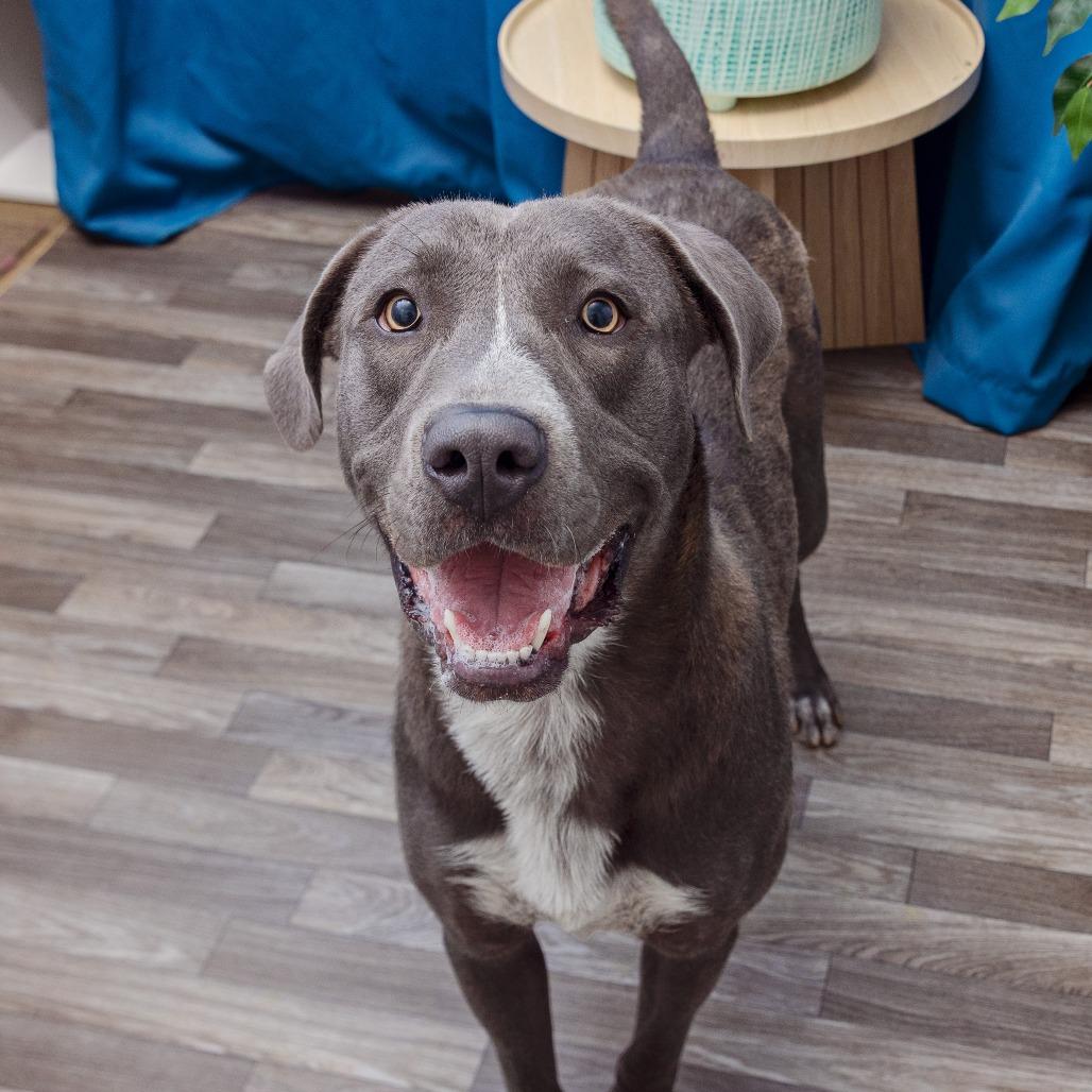 Riku, a Adoptable mixed breed in League City, TX image 2/2