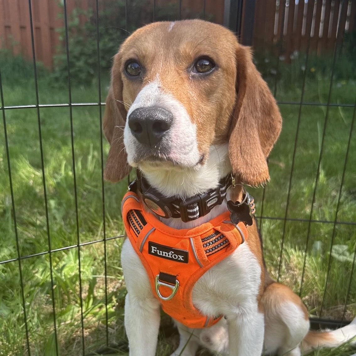 Lucky (COMING SOON), Adoptable, Young Male Beagle.