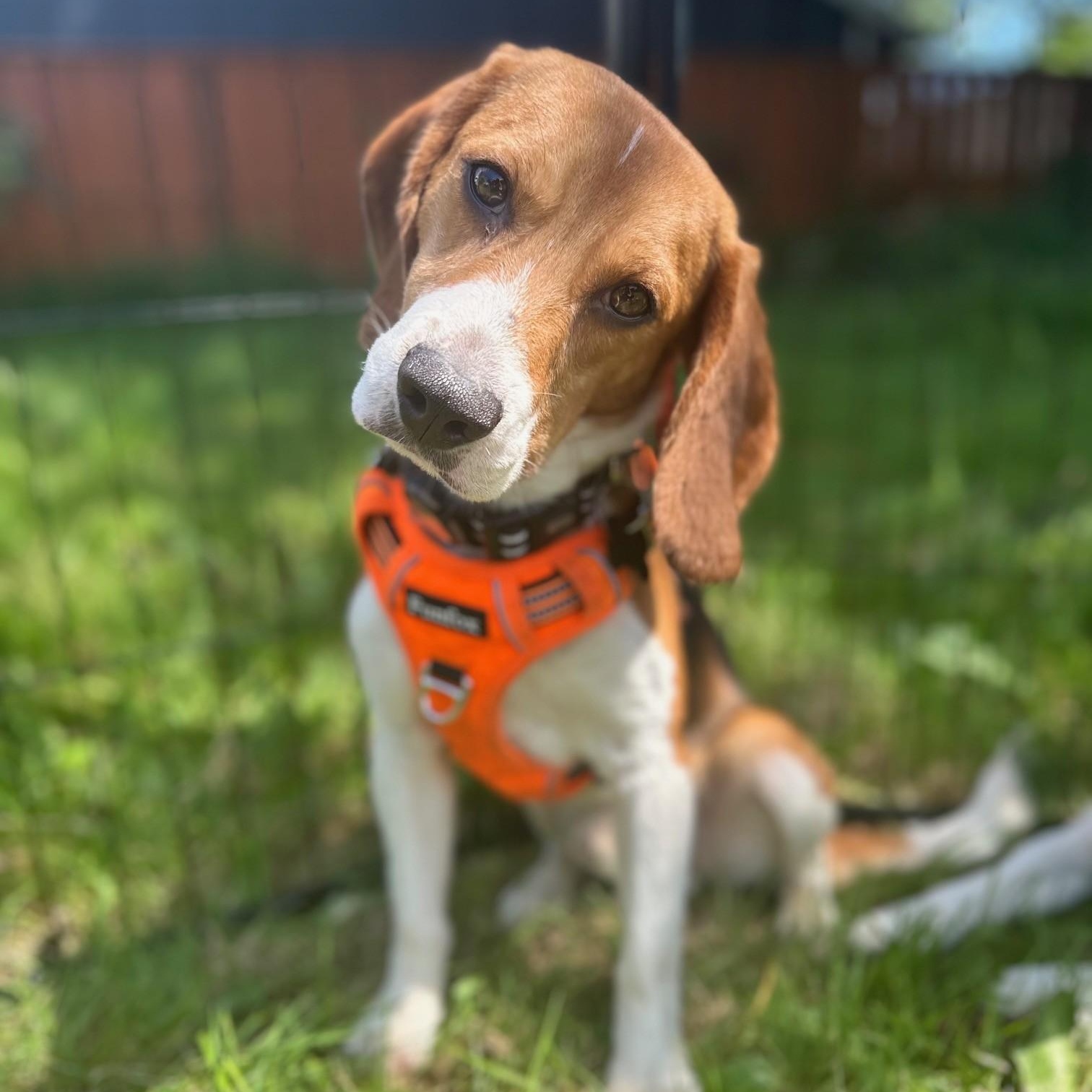Lucky the Beagle, Adoptable, Young Male Beagle.