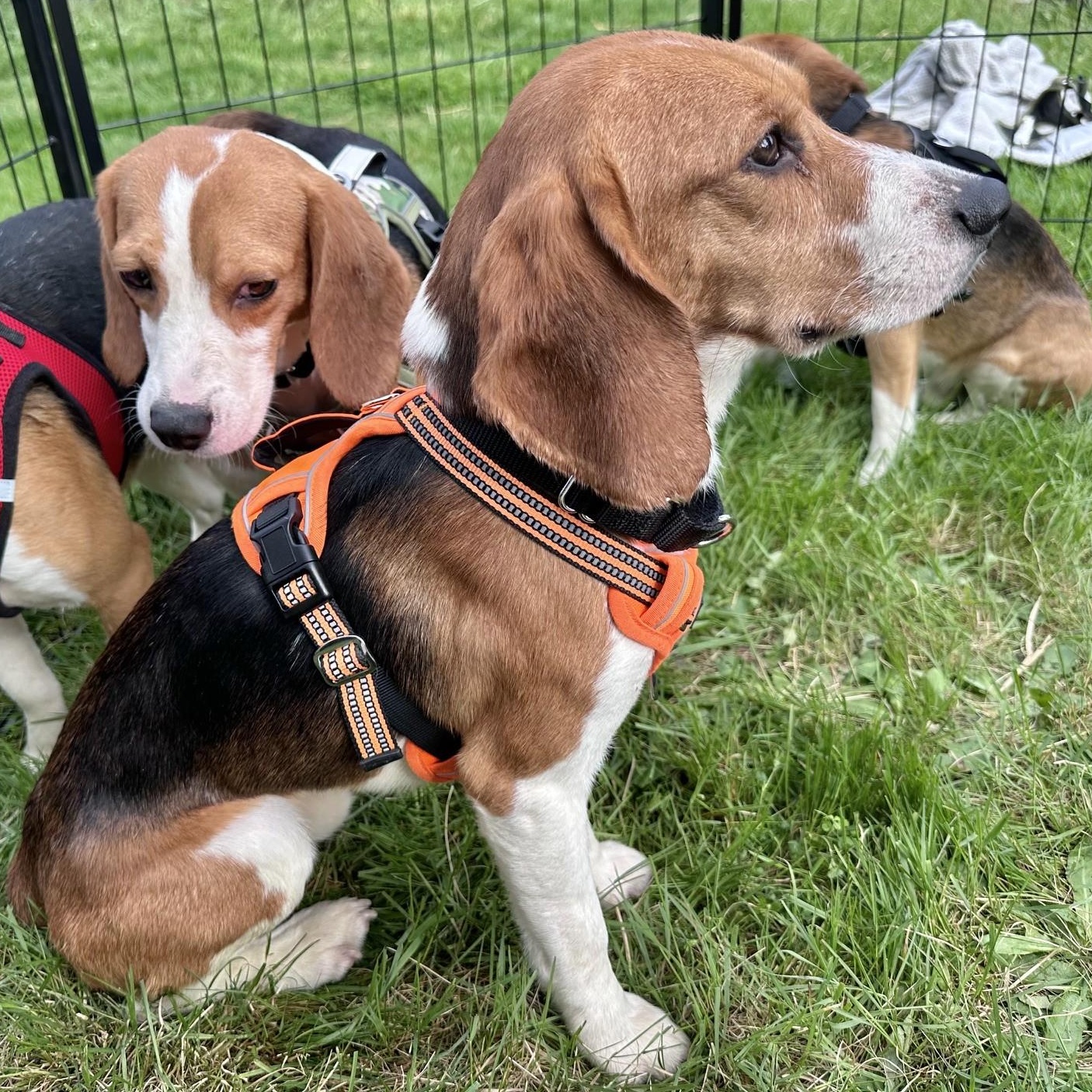 Lucky the Beagle, a Adoptable Beagle in Portland, OR image 5/6