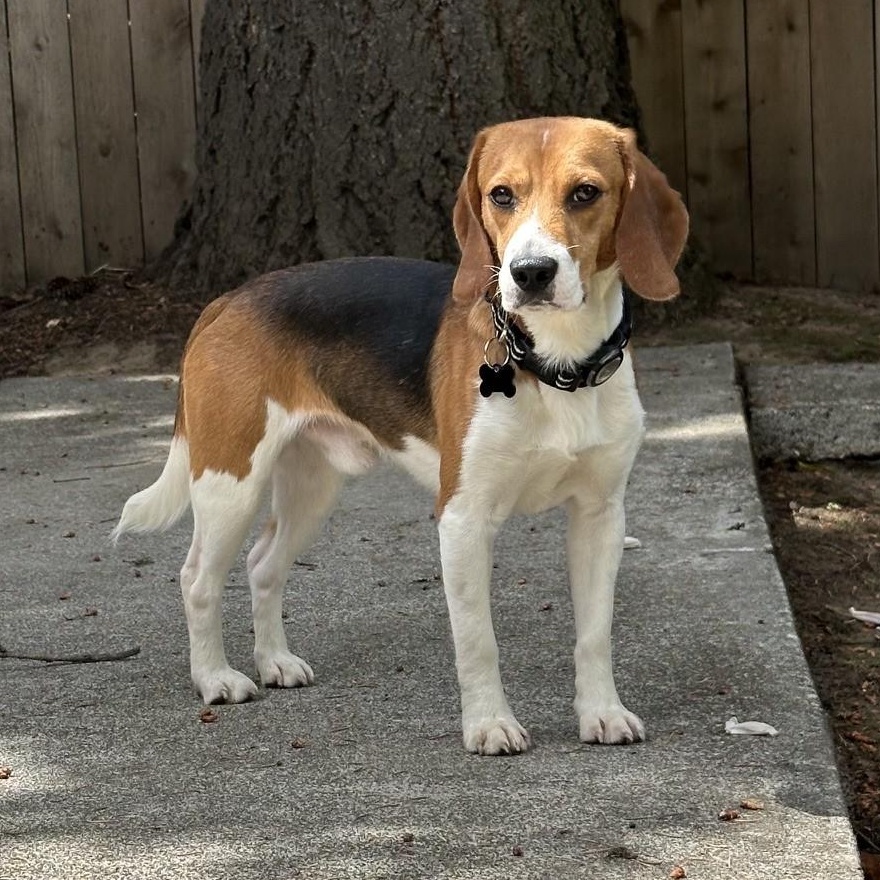 Lucky the Beagle, a Adoptable Beagle in Portland, OR image 2/6