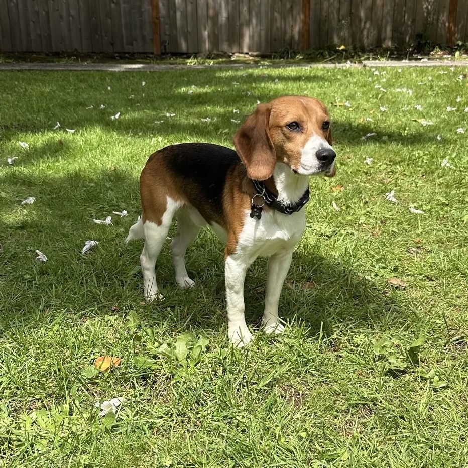 Lucky the Beagle, a Adoptable Beagle in Portland, OR image 3/6