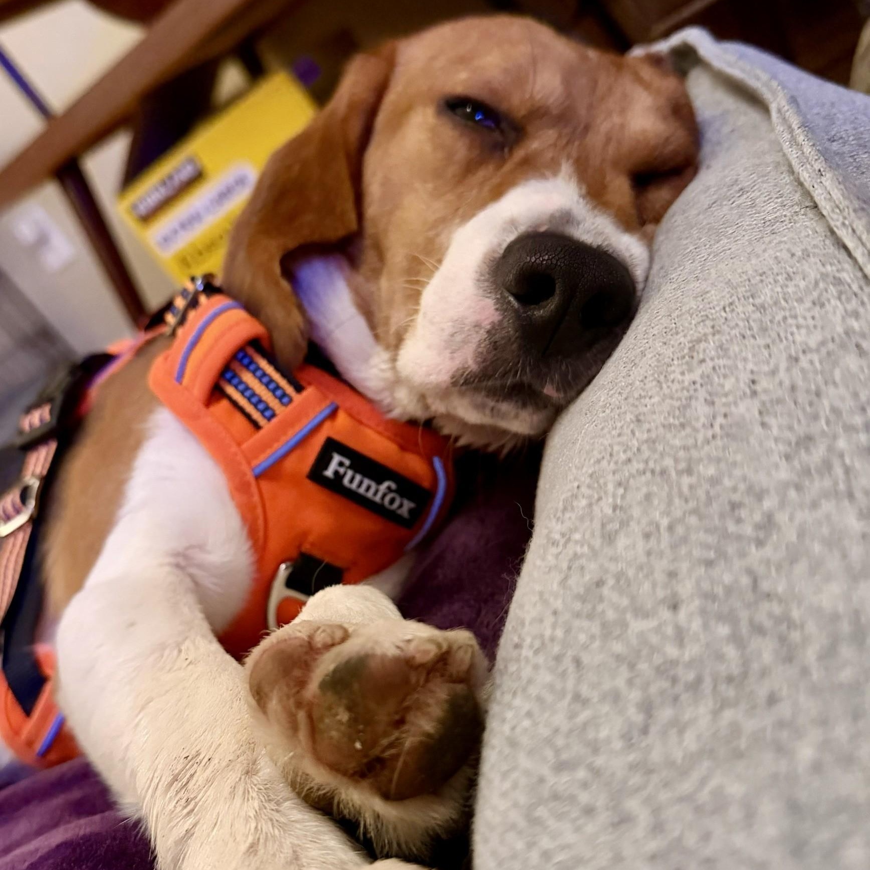 Lucky the Beagle, a Adoptable Beagle in Portland, OR image 6/6