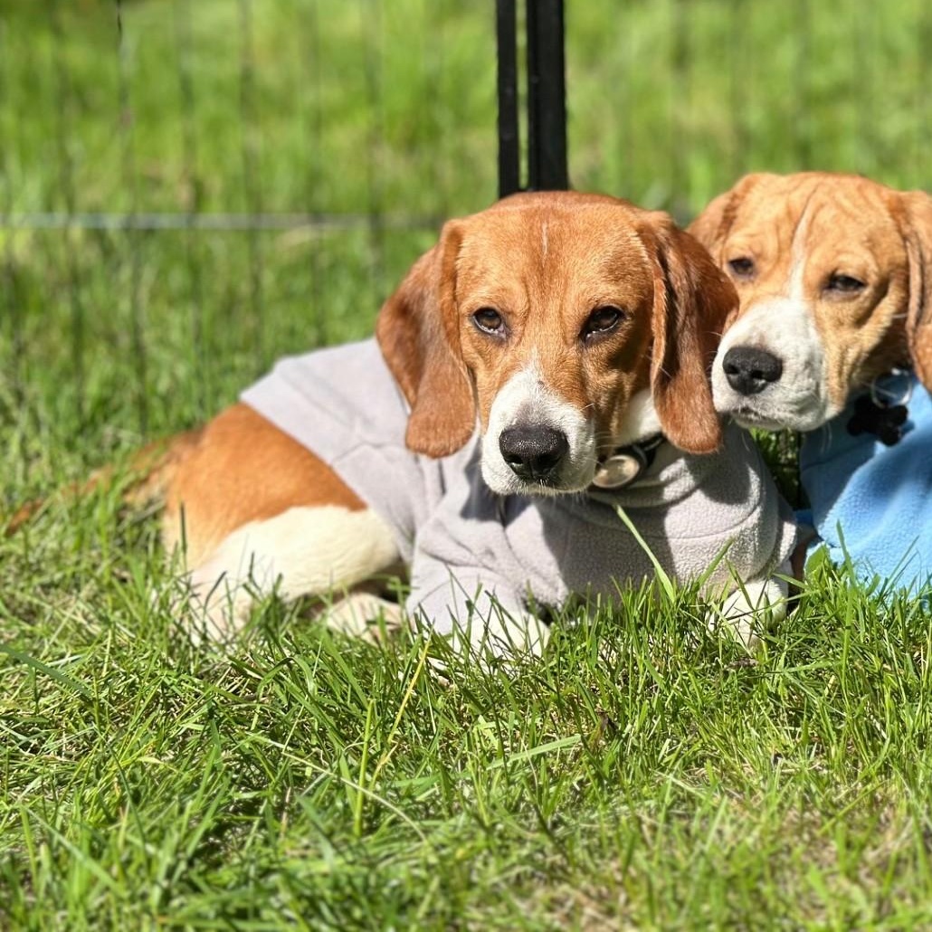Enlarge Lucky (COMING SOON), a Adoptable Beagle in Portland, OR image 2/2