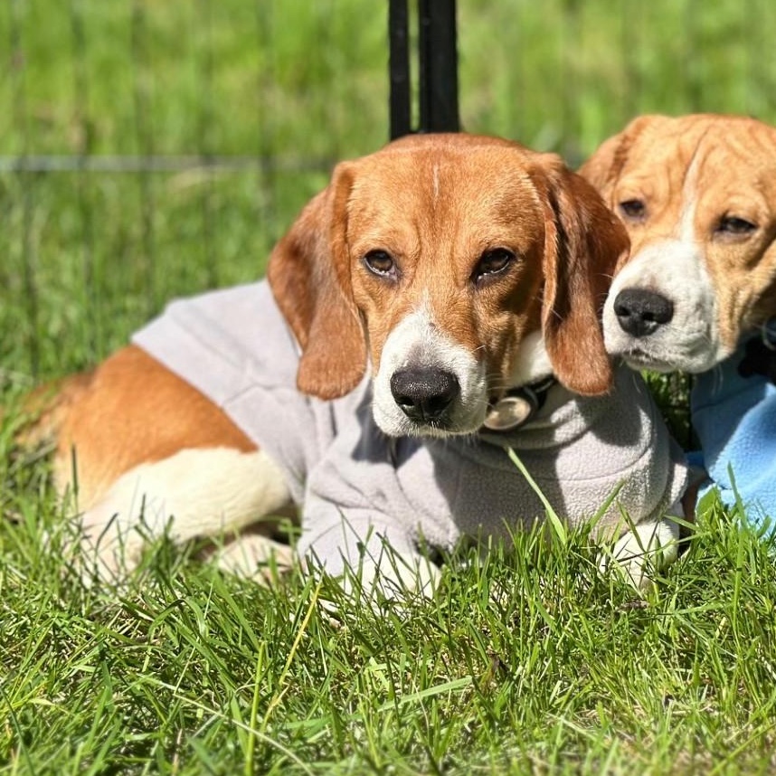 Lucky the Beagle, a Adoptable Beagle in Portland, OR image 4/6