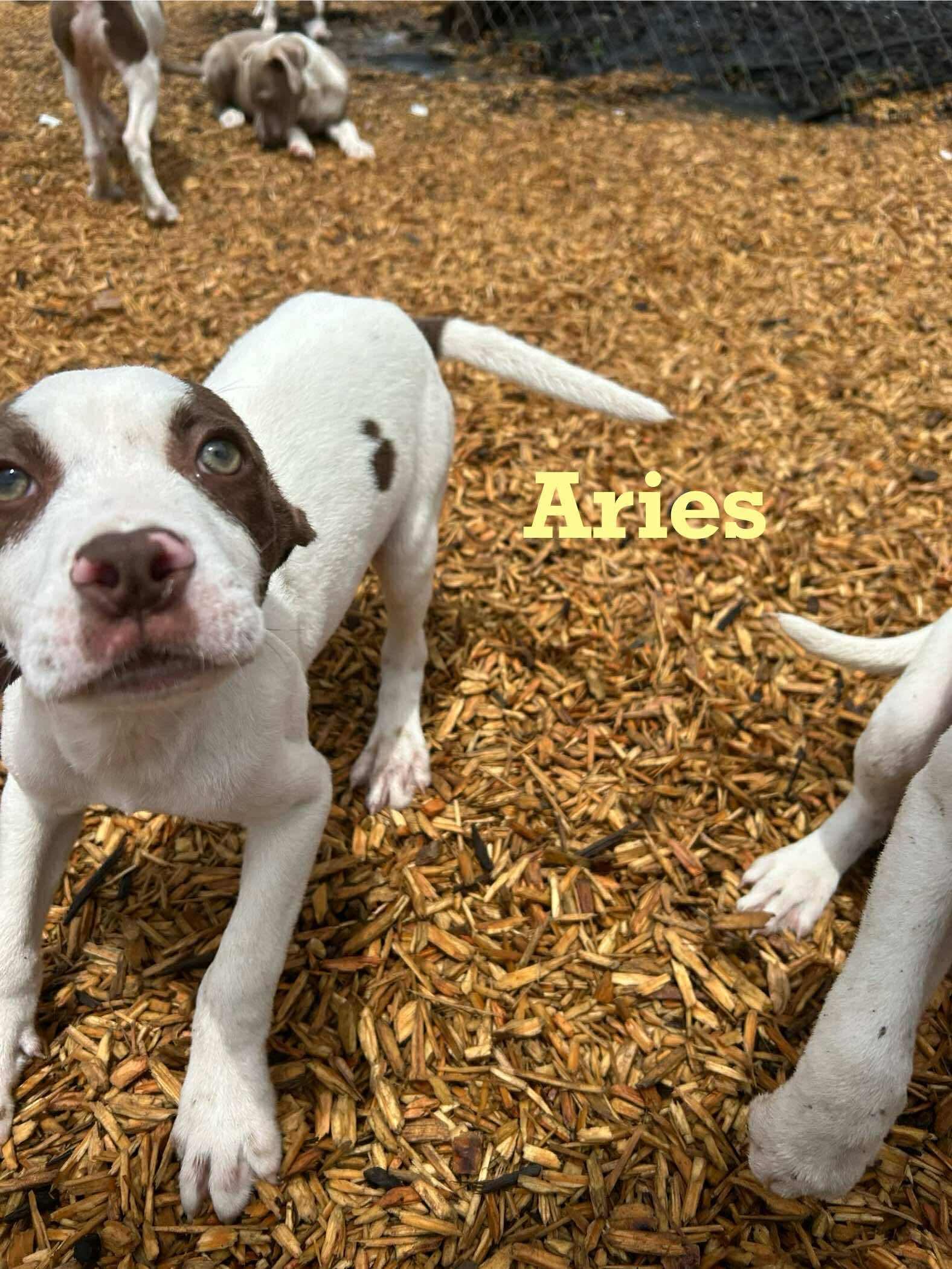 Aries