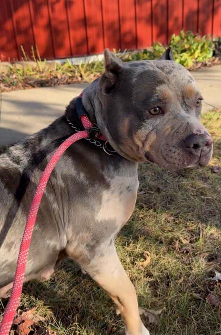 Enlarge AVA, a Adoptable American Bully in Rochester, IN image 1/1
